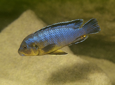 Pseudotropheus purpuratus 'Gome Rock'